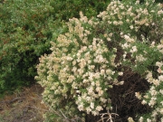 Hopsage (Grayia spinosa)